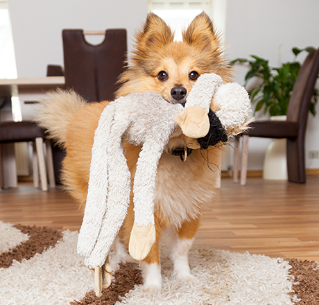 themenwelt bubblenavi hunde spielzeug 460x440